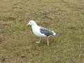 p1000198_thumb.jpg